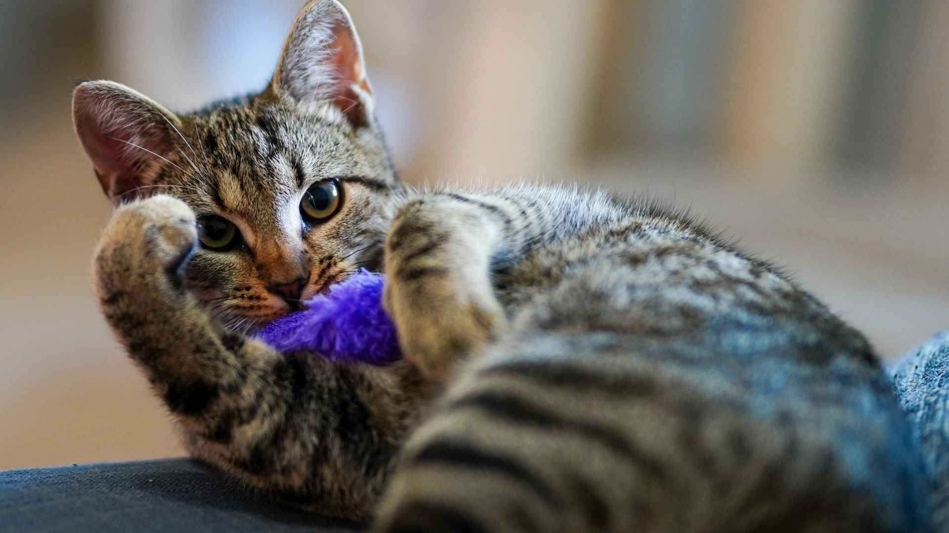 Gato jugando con ratones